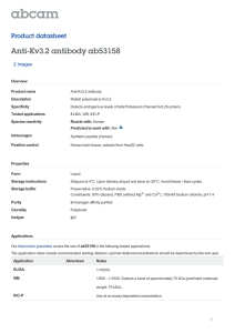 Anti-Kv3.2 antibody ab53158 Product datasheet 2 Images Overview