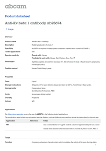 Anti-Kv beta 1 antibody ab28674 Product datasheet 1 Image Overview