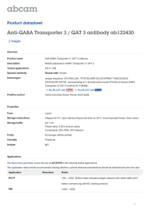 Anti-GABA Transporter 3 / GAT 3 antibody ab122430 Product datasheet 2 Images Overview