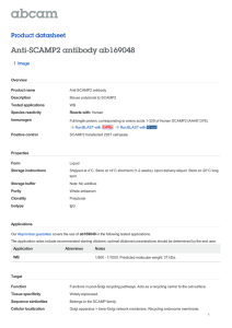 Anti-SCAMP2 antibody ab169048 Product datasheet 1 Image Overview