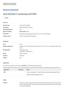 Anti-SLC6A17 antibody ab77067 Product datasheet 1 Image Overview