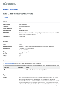 Anti-CHM antibody ab156186 Product datasheet 1 Image Overview