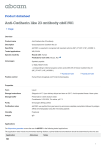 Anti-Cadherin like 23 antibody ab81981 Product datasheet 1 Image Overview