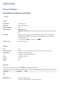 Anti-EYA4 antibody ab93865 Product datasheet 2 Images