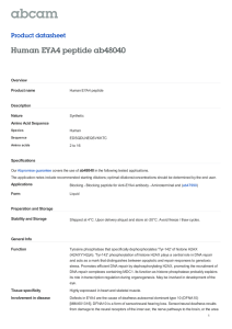 Human EYA4 peptide ab48040 Product datasheet Overview Product name