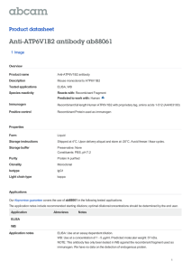 Anti-ATP6V1B2 antibody ab88061 Product datasheet 1 Image