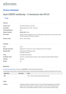 Anti-CHST5 antibody - C-terminal ab139121 Product datasheet 1 Image Overview