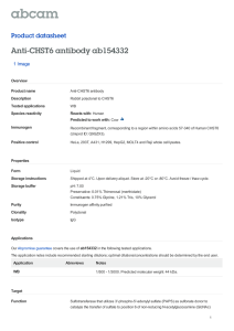 Anti-CHST6 antibody ab154332 Product datasheet 1 Image