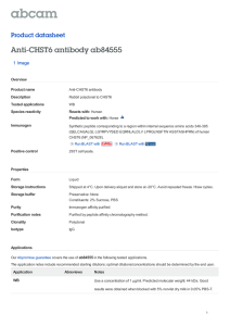Anti-CHST6 antibody ab84555 Product datasheet 1 Image