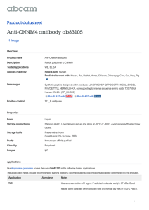 Anti-CNNM4 antibody ab83105 Product datasheet 1 Image