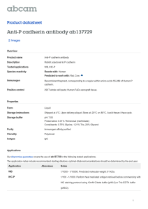 Anti-P cadherin antibody ab137729 Product datasheet 2 Images