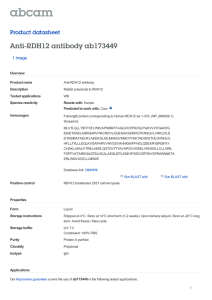 Anti-RDH12 antibody ab173449 Product datasheet 1 Image
