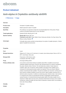 Anti-alpha A Crystallin antibody ab5595 Product datasheet 4 References 1 Image