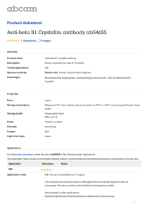 Anti-beta B1 Crystallin antibody ab54655 Product datasheet 1 Abreviews 2 Images