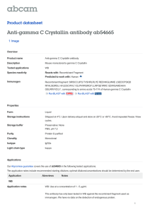 Anti-gamma C Crystallin antibody ab54665 Product datasheet 1 Image