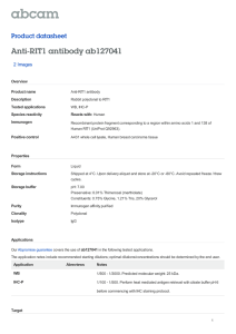 Anti-RIT1 antibody ab127041 Product datasheet 2 Images Overview