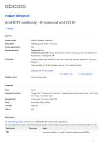 Anti-RIT1 antibody - N-terminal ab182310 Product datasheet 1 Image