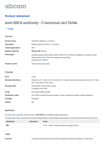 Anti-SHC4 antibody - C-terminal ab174346 Product datasheet 1 Image Overview