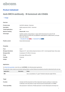 Anti-SHC4 antibody - N-terminal ab135426 Product datasheet 1 Image Overview
