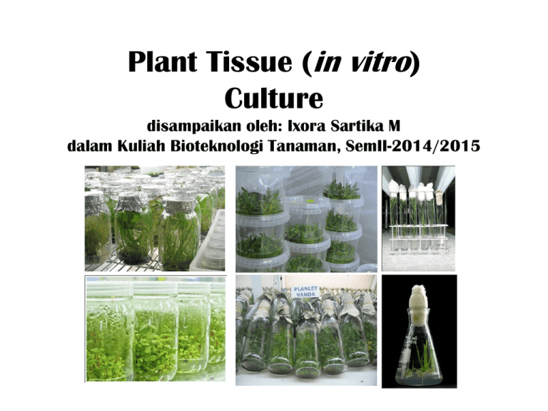 In Vitro Plant Tissue Culture