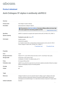 Anti-Collagen IV alpha 6 antibody ab99212 Product datasheet