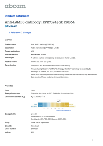 Anti-LAMB3 antibody [EPR7524] ab128864 Product datasheet 1 References 2 Images