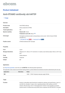 Anti-STAM2 antibody ab168729 Product datasheet 1 Image