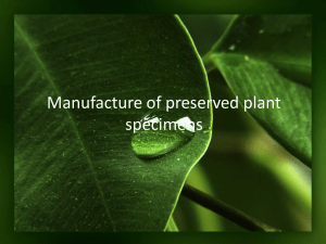 Manufacture of preserved plant specimens