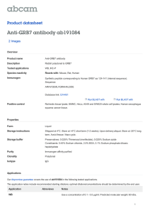 Anti-GRB7 antibody ab191084 Product datasheet 2 Images Overview