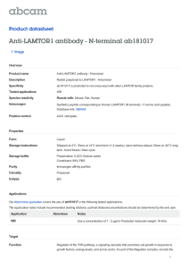 Anti-LAMTOR1 antibody - N-terminal ab181017 Product datasheet 1 Image Overview
