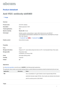 Anti-VSX1 antibody ab85400 Product datasheet 1 Image Overview