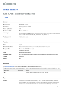 Anti-AP2B1 antibody ab123862 Product datasheet 1 Image Overview