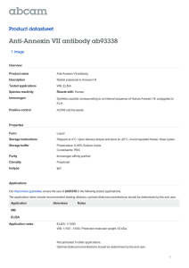Anti-Annexin VII antibody ab93338 Product datasheet 1 Image Overview