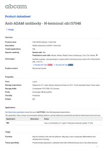 Anti-ASAM antibody - N-terminal ab157548 Product datasheet 1 Image
