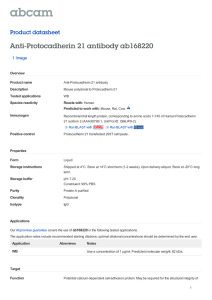 Anti-Protocadherin 21 antibody ab168220 Product datasheet 1 Image