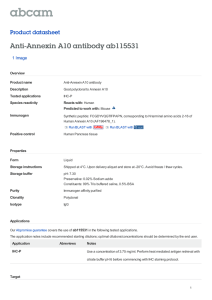 Anti-Annexin A10 antibody ab115531 Product datasheet 1 Image