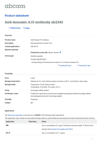 Anti-Annexin A10 antibody ab2343 Product datasheet 1 References 1 Image