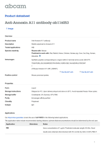 Anti-Annexin A11 antibody ab116053 Product datasheet 1 Image