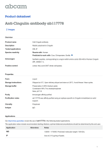 Anti-Cingulin antibody ab117778 Product datasheet 2 Images
