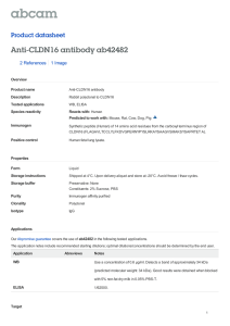 Anti-CLDN16 antibody ab42482 Product datasheet 2 References 1 Image