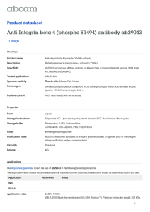 Anti-Integrin beta 4 (phospho Y1494) antibody ab29043