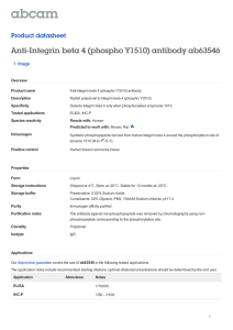 Anti-Integrin beta 4 (phospho Y1510) antibody ab63546