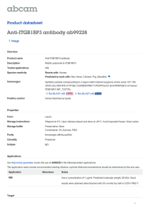 Anti-ITGB1BP3 antibody ab99228 Product datasheet 1 Image