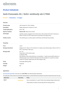 Anti-Connexin 43 / GJA1 antibody ab117843 Product datasheet 3 Abreviews 4 Images