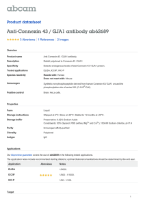 Anti-Connexin 43 / GJA1 antibody ab62689 Product datasheet 3 Abreviews 2 Images