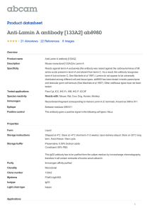 Anti-Lamin A antibody [133A2] ab8980 Product datasheet 21 Abreviews 8 Images