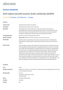 Anti-alpha smooth muscle Actin antibody ab5694 Product datasheet 111 Abreviews 14 Images