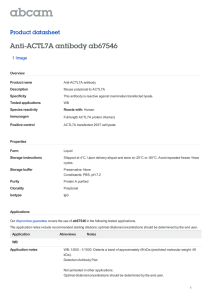 Anti-ACTL7A antibody ab67546 Product datasheet 1 Image Overview