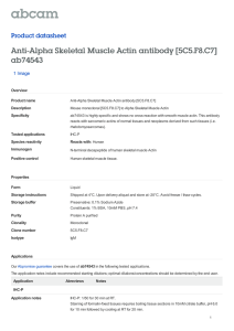 Anti-Alpha Skeletal Muscle Actin antibody [5C5.F8.C7]