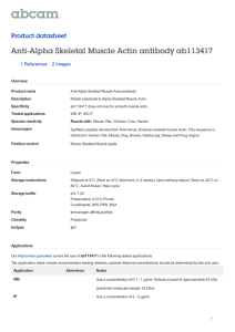 Anti-Alpha Skeletal Muscle Actin antibody ab113417 Product datasheet 1 References 2 Images